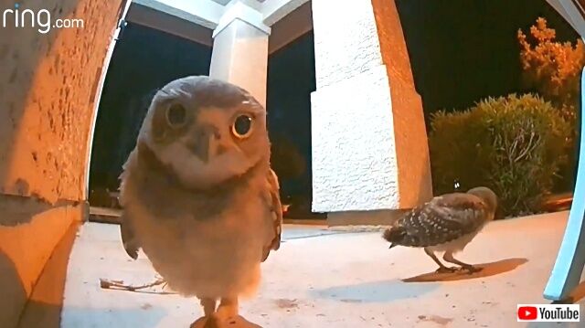 owls1_640