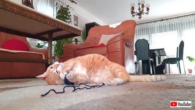 catsrbestfriends4_640