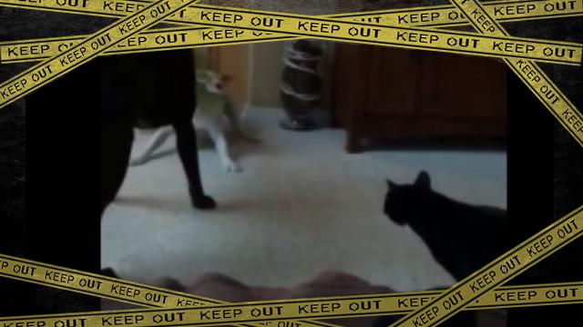 cat-f [www-frame