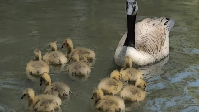 goslings4