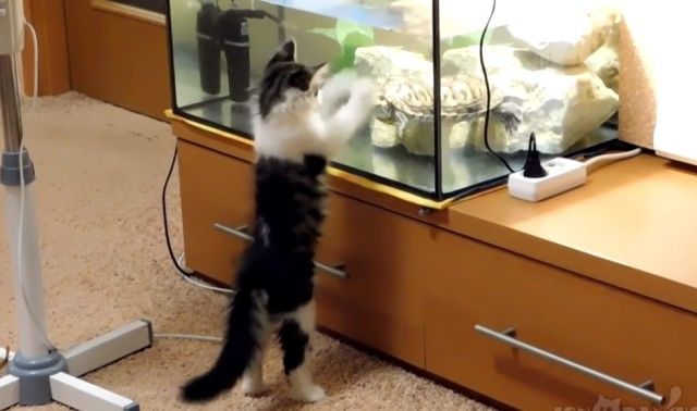 cutekittens9_e