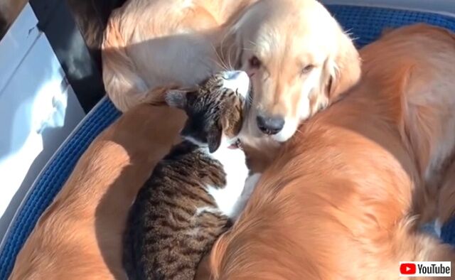 kittenwgoldens4_640