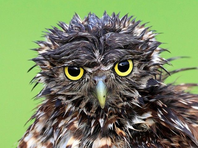 funny-wet-owls18_e
