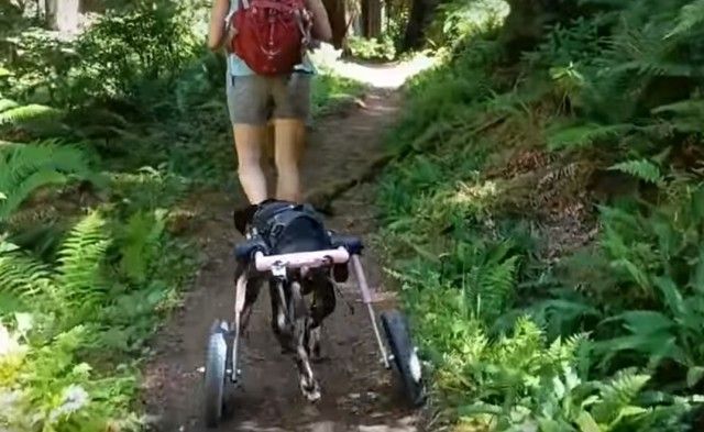 wheelchairdog3_e