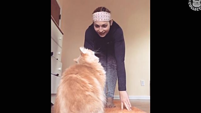 adorablecats3