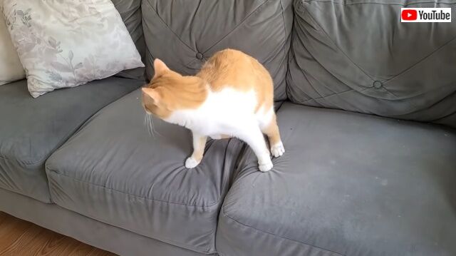 sofacat4_640