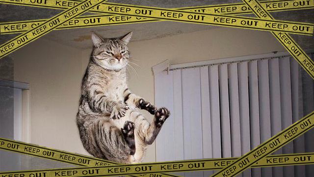 cat-1 [www-frame