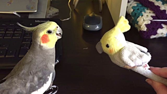 honkingalex2