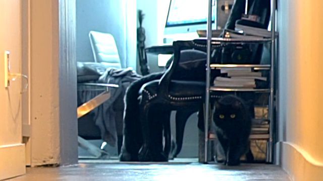 catprotecthishuman0