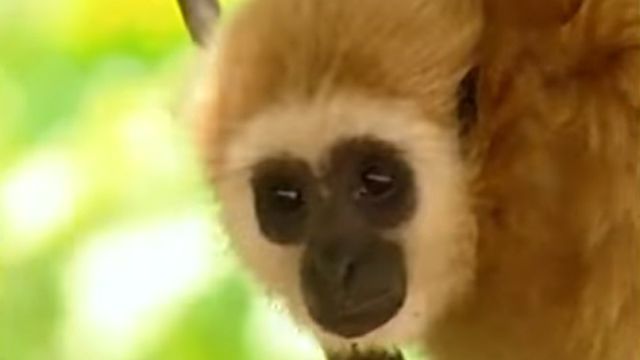 gibbon2
