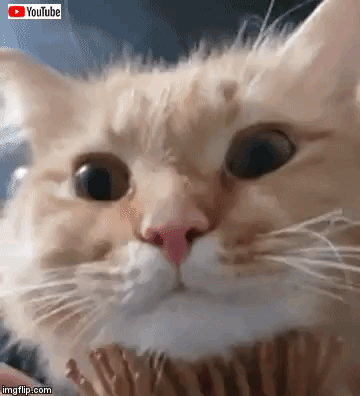 catbrush