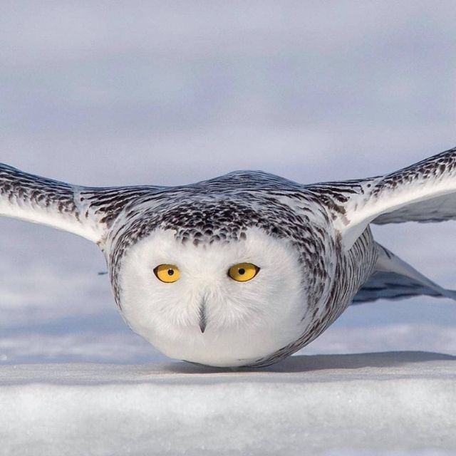 owl-1 (1)