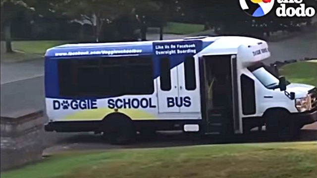 dogschoolbus4