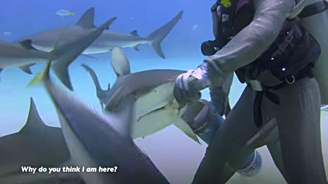 dolphinshark9