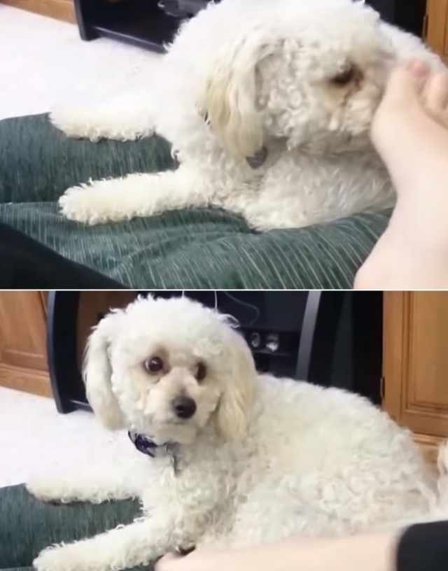 smellingownersfoot5_e