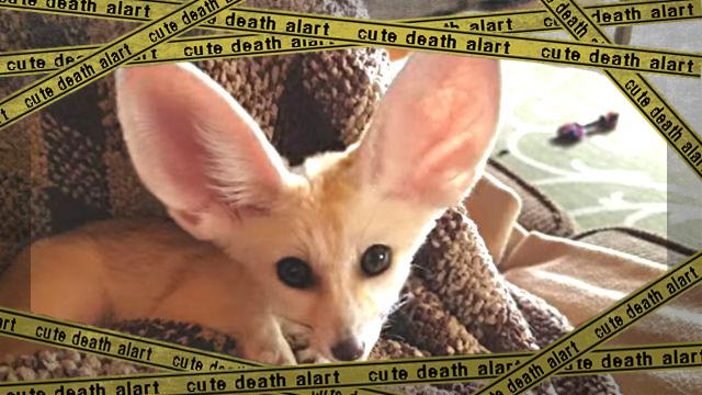 fennec1-frame