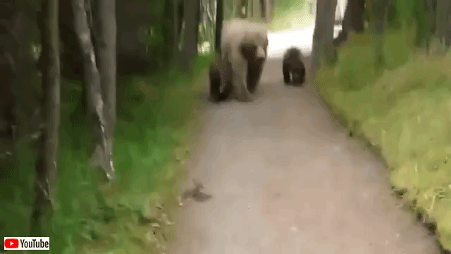 bearncubs