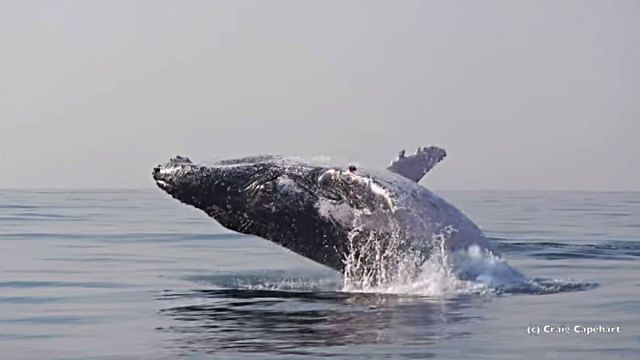 Humpback3