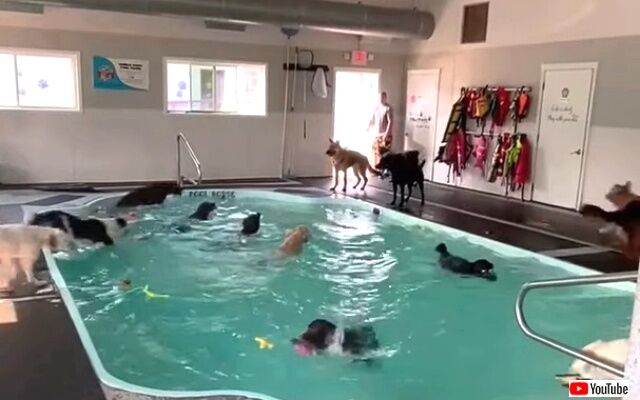 poolparty0_640
