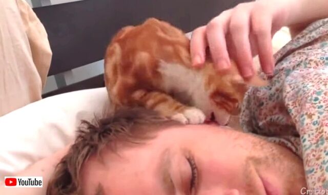 catwakeup0_640