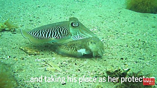 cuttlefish5