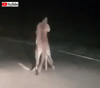 fightingroos