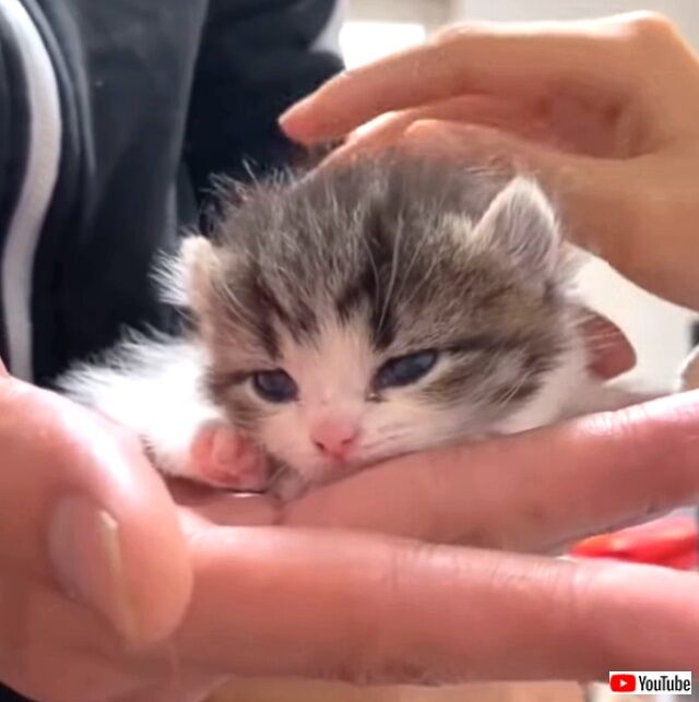 softkitties3_640