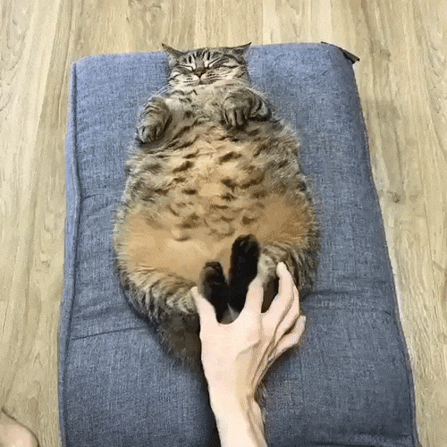 round-animals18