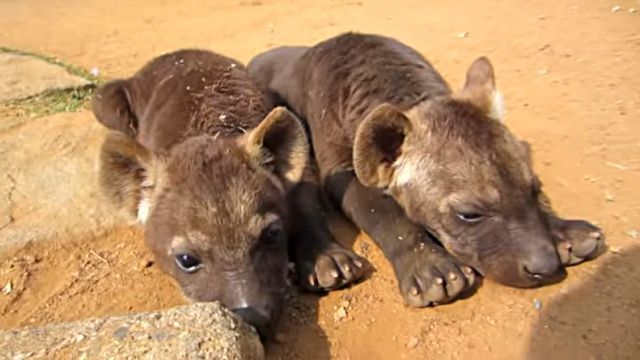 cutebabies2