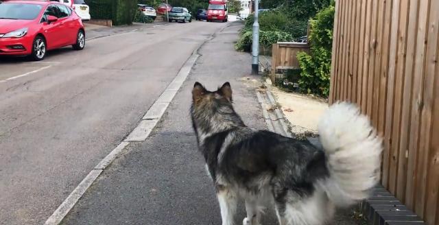 malamute-1 [www.imagesplitter.net]