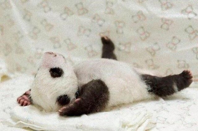pandas2_e