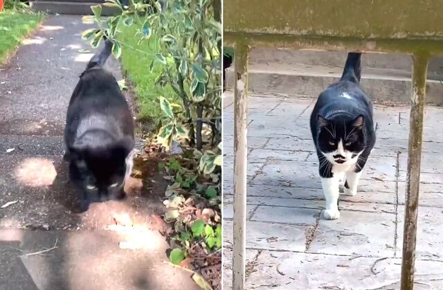 catwhisperer3_640