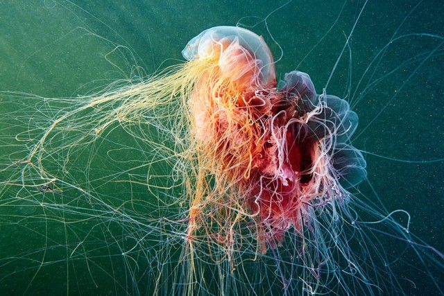 underwater-jellyfish-alexander-semenov-aquatis-9-2_e