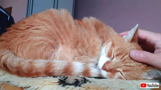 twocatsonelap6_640