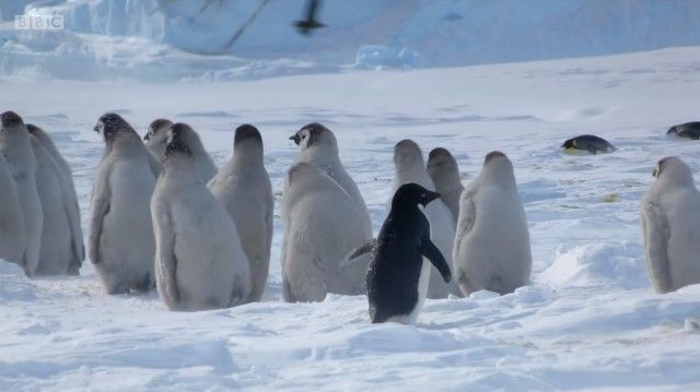 penguinchicks12_e