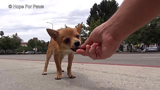 dingo3