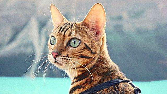 adventures-suki-the-cat-canada