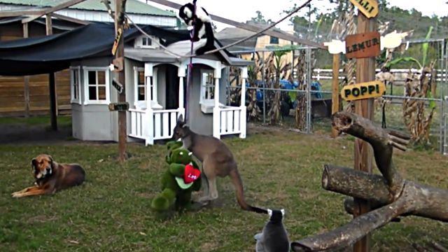 kangaroohippo2