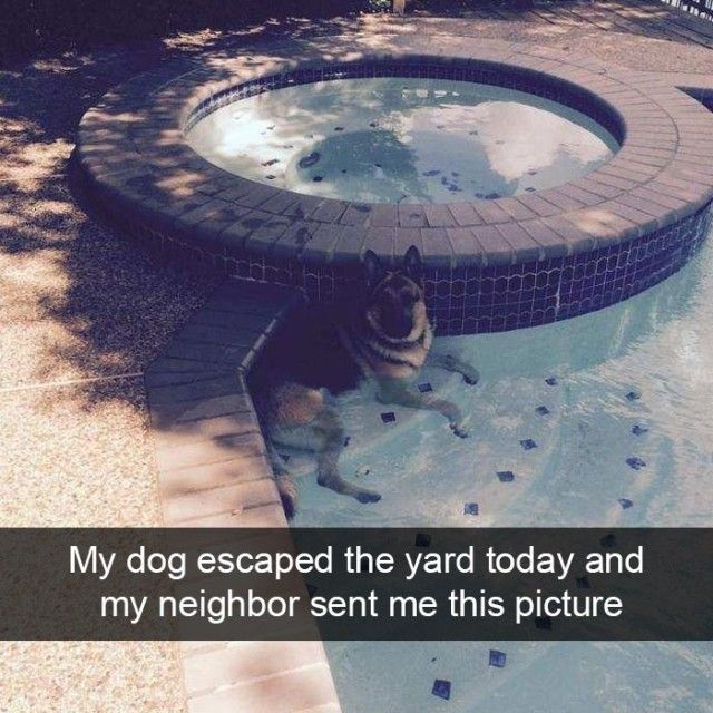 hilarious-dog-snapchats5_e