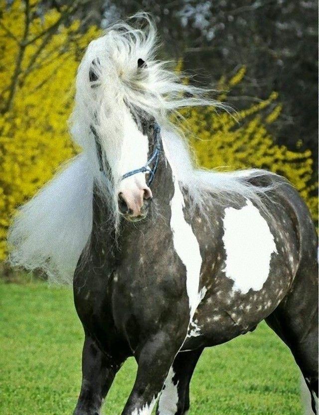 horse12_e