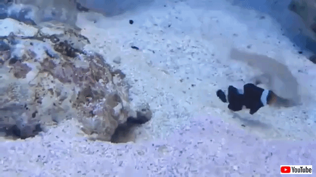 tropicalfishspittingsand(4)