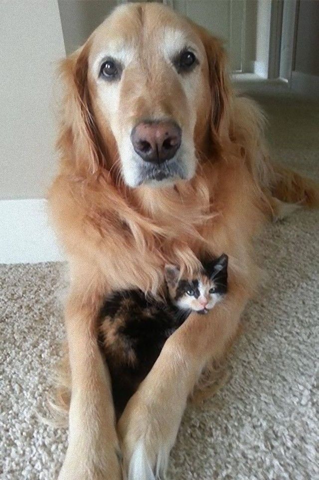 catndogcute4_e