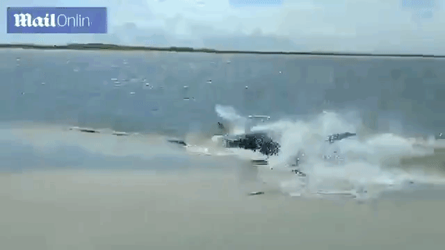 beachingdolphin