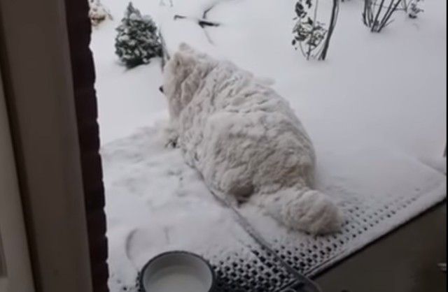 fluffydog2_e