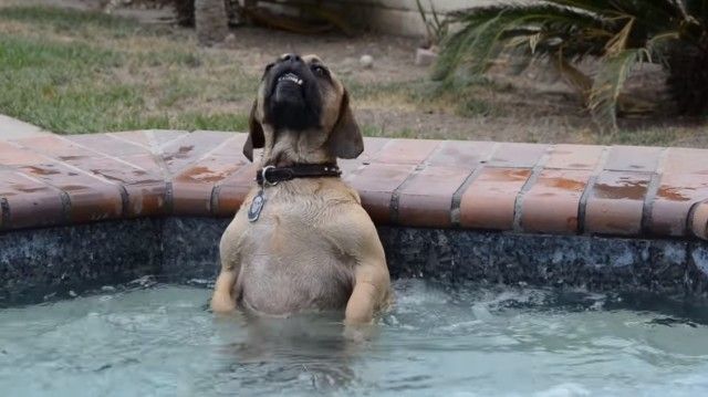 doglovesthehottub2_e