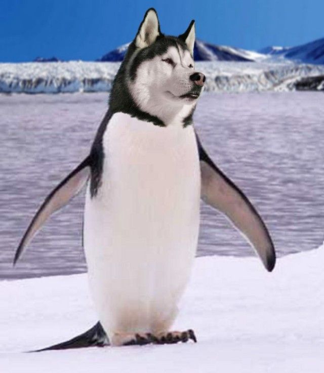 penguin11_e