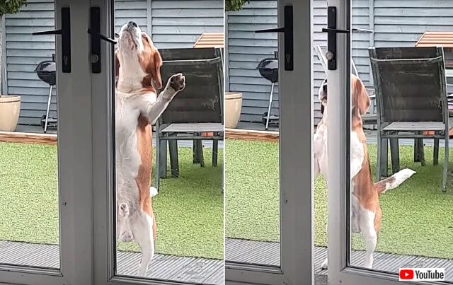 doggoshort6_640