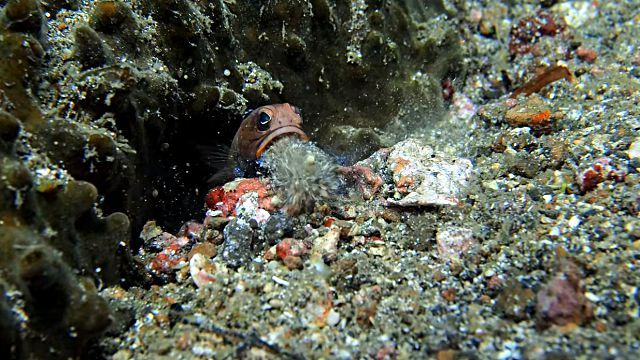 jawfish6