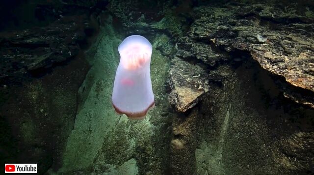 spookiestdeepsea5_640