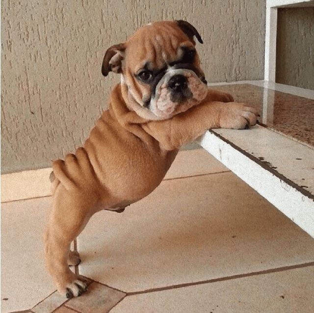 puppies15_e